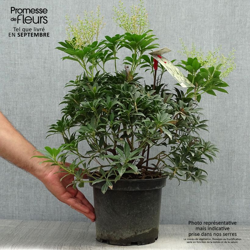 Exemplaar van Pieris japonica Debutante - Japanse rotsheide Pot van 4 l/5 l zoals geleverd in de herfst