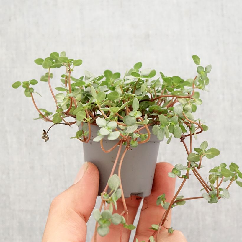 Example of Pilea glaucophylla Greyzy - Kanonplantje Mini-kamerplanten as you get in printemps