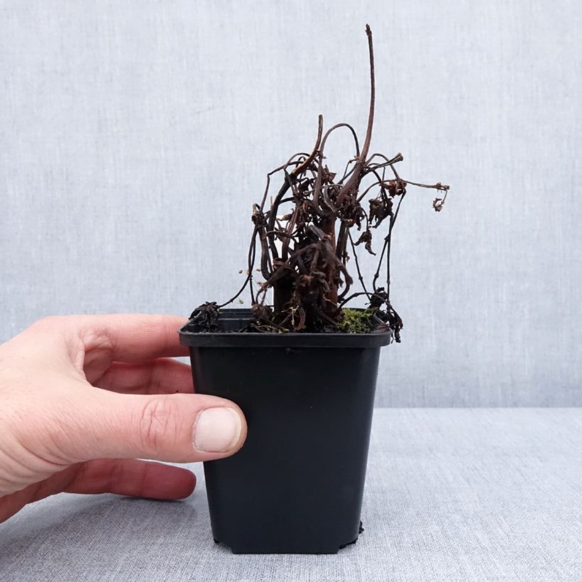 Exemplaar van Pilea matsudai Taiwan Silver Godet de 8/9 cm zoals geleverd in de winter