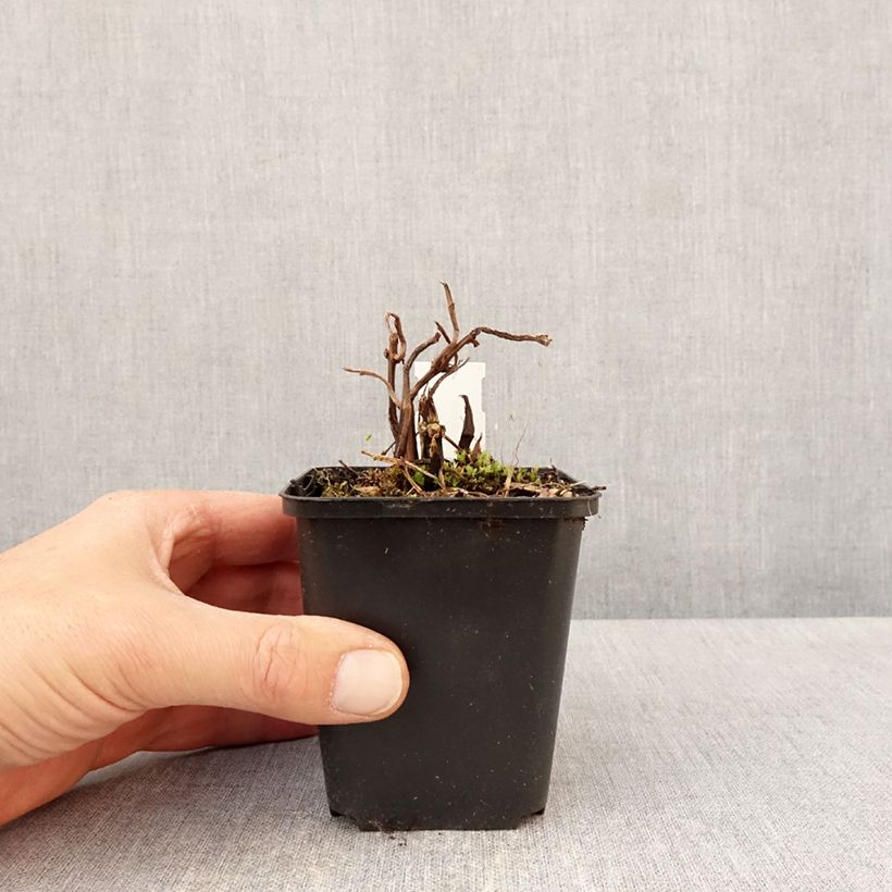 Example of Pilea matsudai Taiwan Silver - Vriendschapsplant Kweekpotje van 8/9 cm as you get in printemps