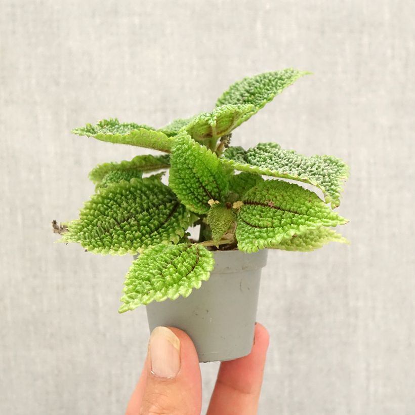 Example of Pilea Moon Valley - Vriendschapsplant Mini-kamerplanten as you get in automne