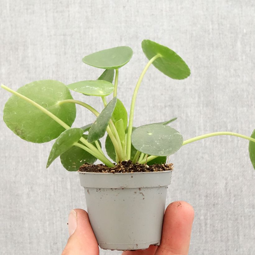 Exemplaar van Pilea peperomioides - Pannenkoekenplant Mini-kamerplanten zoals geleverd in de lente