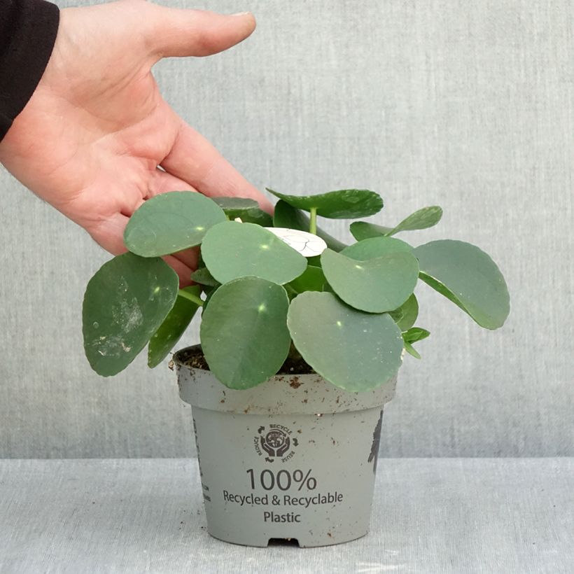 Exemplaar van Pilea peperomioides - Pannenkoekenplant Pot van 12 cm / 13 cm zoals geleverd in de herfst