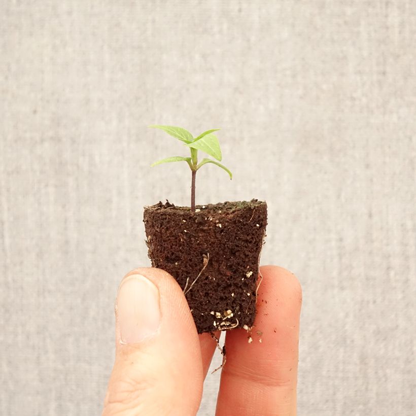 Exemplaar van Piment Button Red en plant Mini-mot Ø 3/4 cm zoals geleverd in de lente