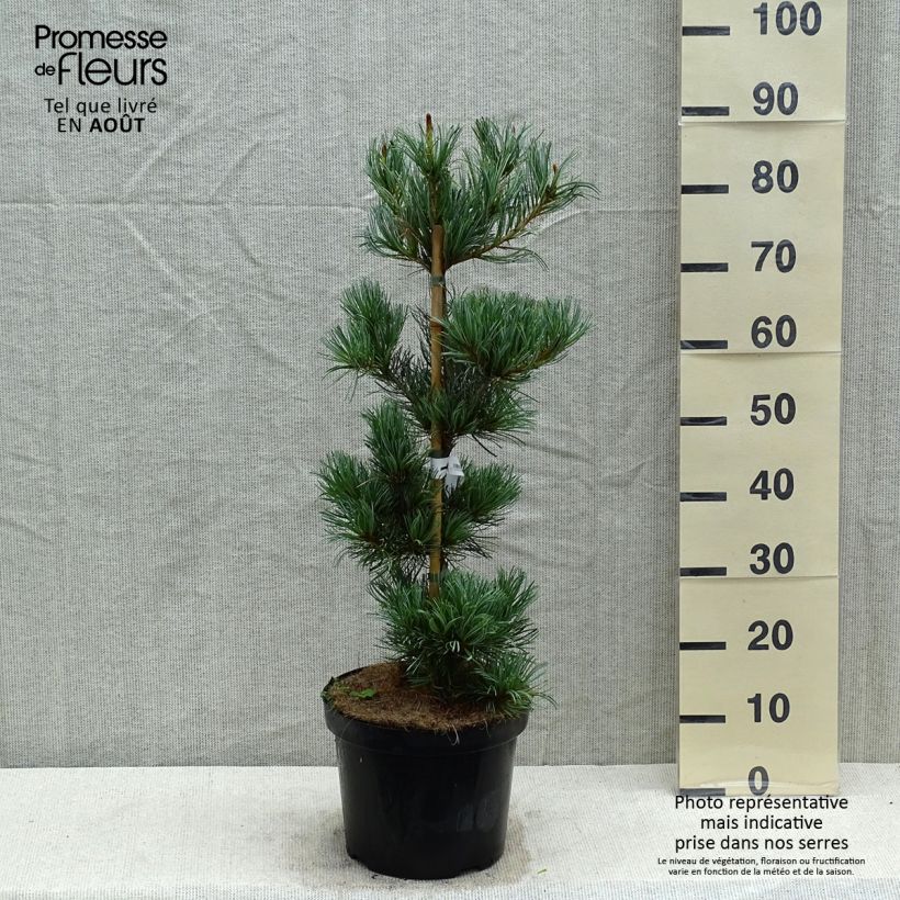 Exemplaar van Pinus parviflora Tempelhof - Japanse witte den Pot van 7,5 l/10 l zoals geleverd in de zomer