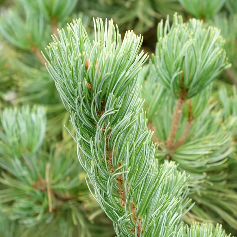 Pinus parviflora Iribune - Japanse witte den (Blad)
