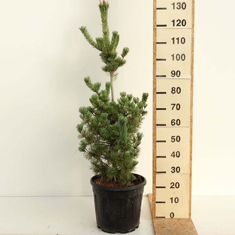 Exemplaar van Pinus parviflora Iribune - Japanse witte den Pot van 18 l/20 l zoals geleverd in de zomer