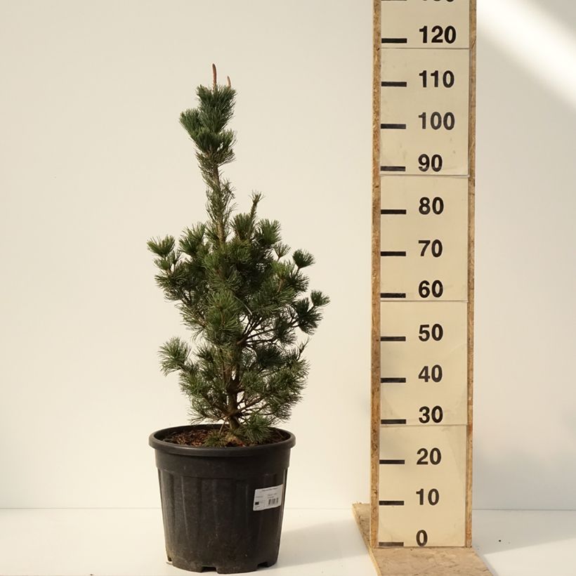 Exemplaar van Pinus parviflora Iribune - Japanse witte den Pot van 18 l/20 l zoals geleverd in de winter