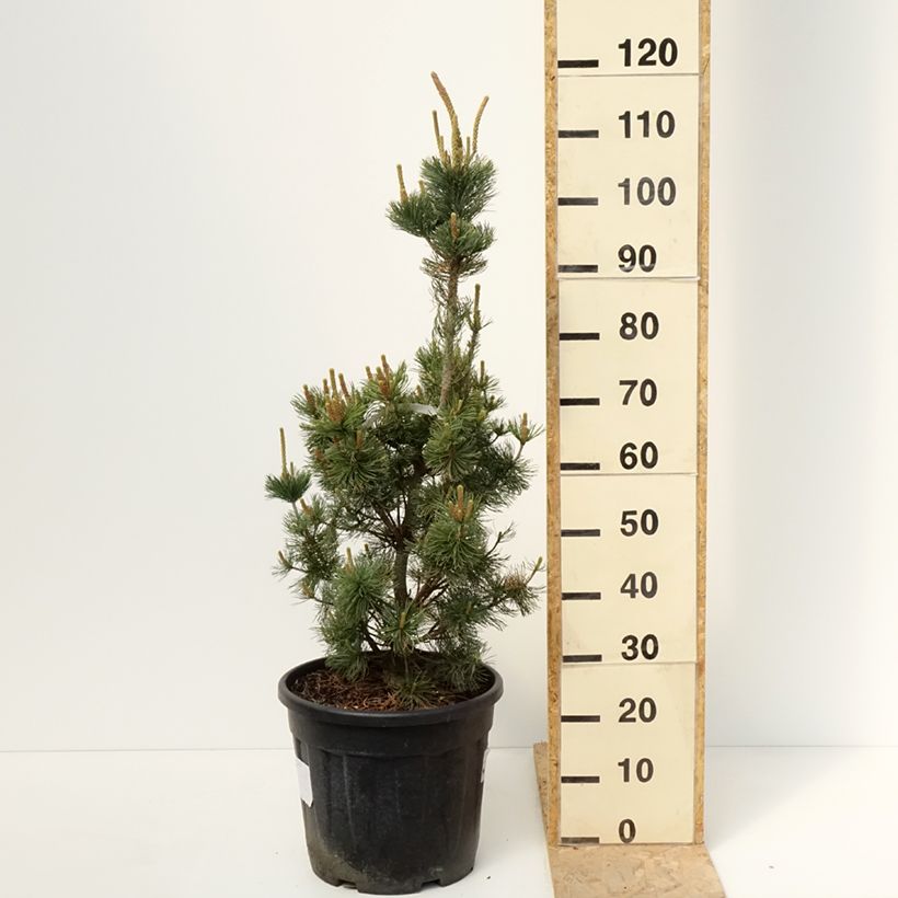 Exemplaar van Pinus parviflora Iribune - Japanse witte den Pot van 18 l/20 l zoals geleverd in de lente