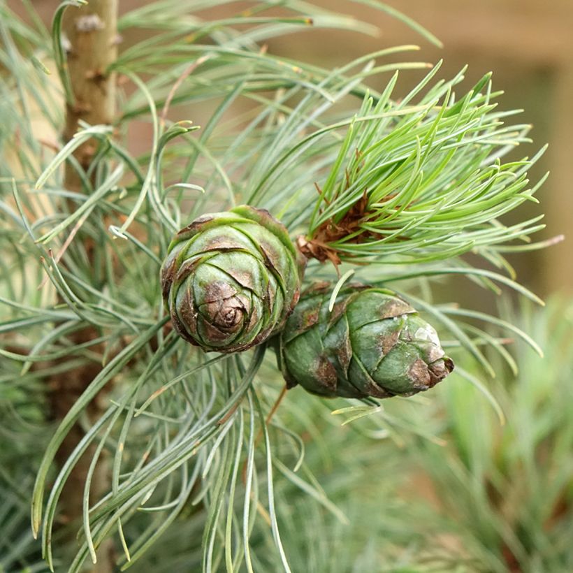 Pinus parviflora Bergman - Japanse witte den (Oogst)