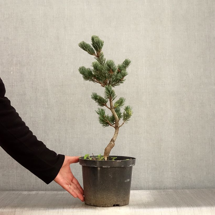Exemplaar van Pinus parviflora Fukai - Japanse witte den Pot van 4 l/5 l zoals geleverd in de herfst