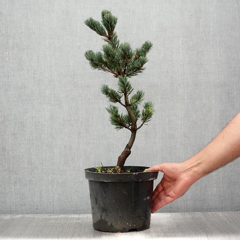 Exemplaar van Pinus parviflora Fukai - Japanse witte den Pot van 4 l/5 l zoals geleverd in de zomer