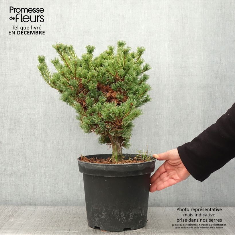 Exemplaar van Pinus parviflora Kokuho - Japanse witte den Pot van 7,5 l/10 l zoals geleverd in de herfst