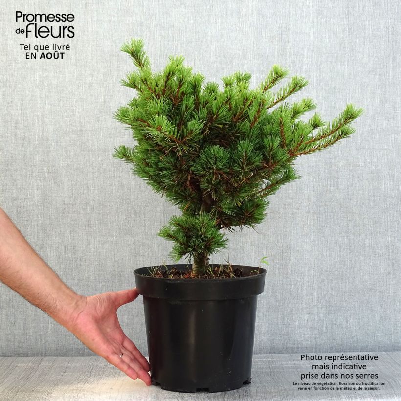 Exemplaar van Pinus parviflora Kokuho - Japanse witte den Pot van 7,5 l/10 l zoals geleverd in de zomer