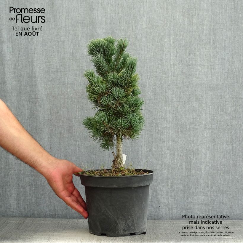 Exemplaar van Pinus cembra Compacta Glauca - Alpenden Pot van 4 l/5 l zoals geleverd in de zomer