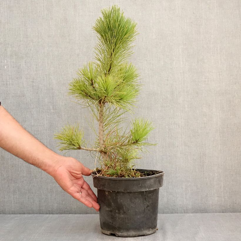 Exemplaar van Pinus cembra - Alpenden Pot van 3 l/4 l zoals geleverd in de zomer