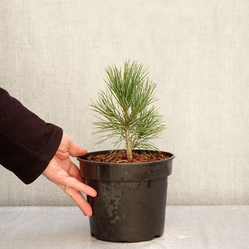 Exemplaar van Pinus cembra - Alpenden Pot van 3 l/4 l zoals geleverd in de winter