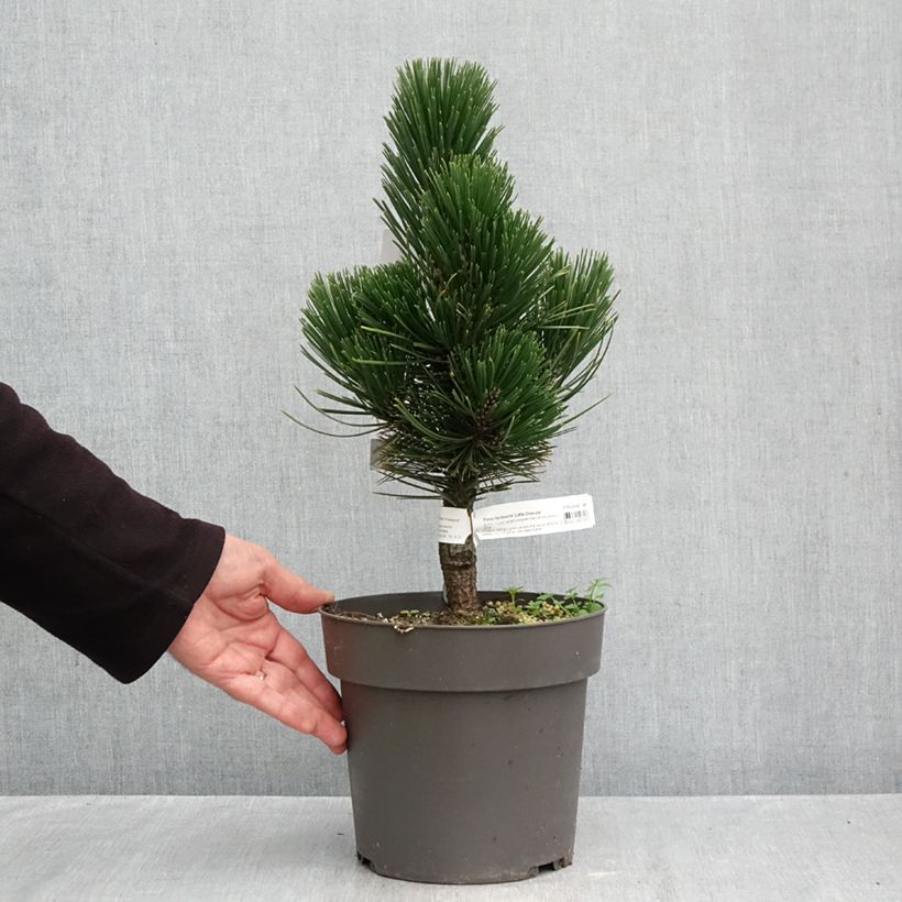 Exemplaar van Pinus heldreichii Little Dracula - Bosnische den Pot van 2 l/3 l zoals geleverd in de herfst