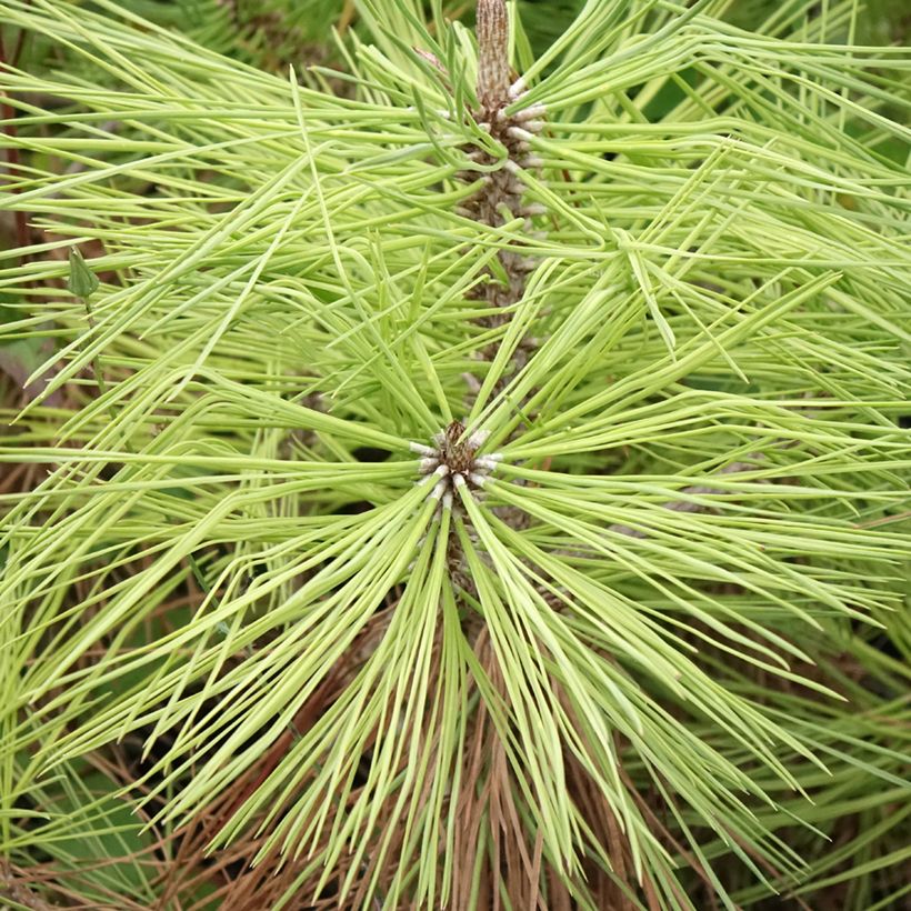 Pinus jeffreyi - Jeffrey-den (Blad)