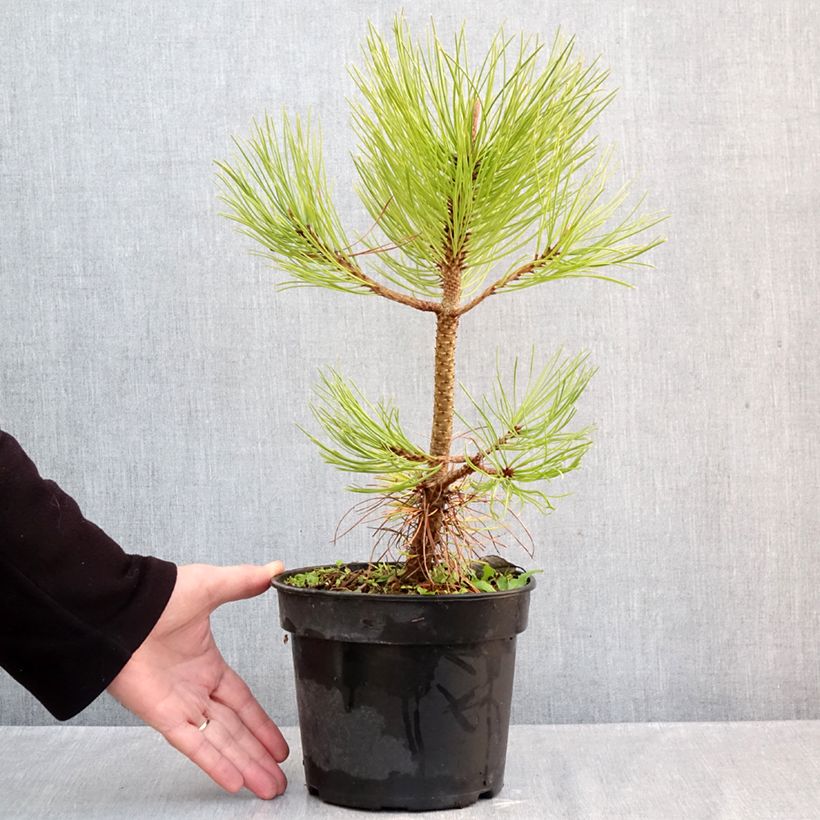 Exemplaar van Pinus jeffreyi - Jeffrey-den Pot van 3 l/4 l zoals geleverd in de herfst