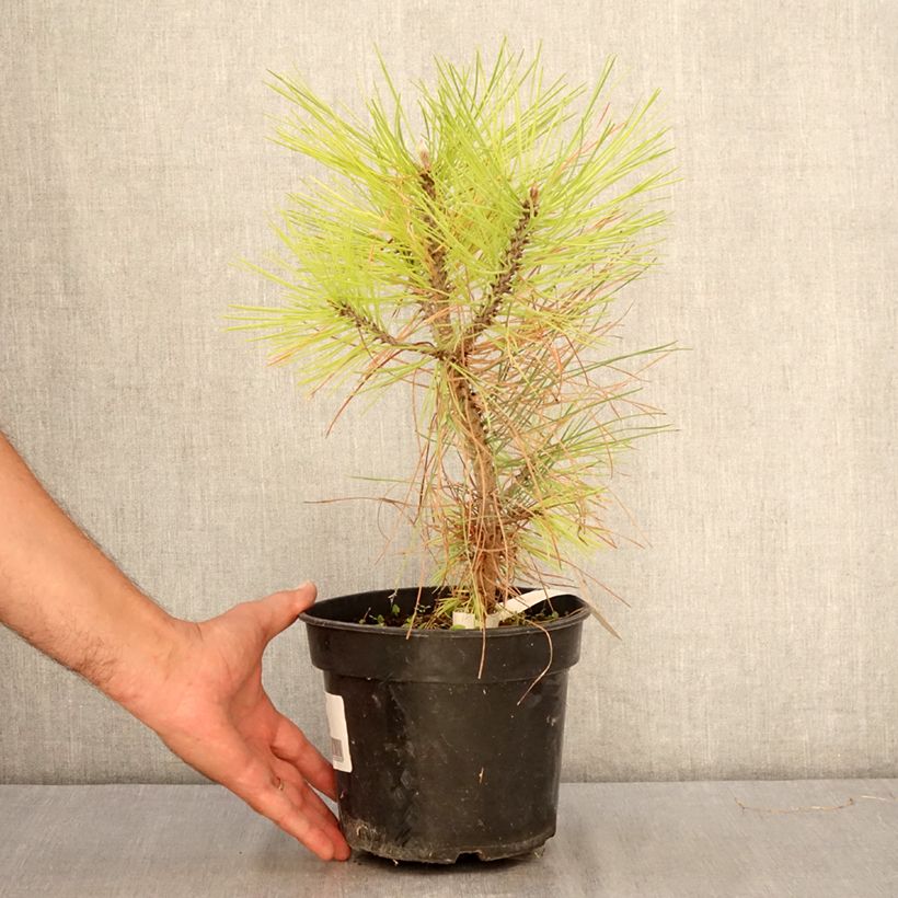 Exemplaar van Pinus jeffreyi - Jeffrey-den Pot van 3 l/4 l zoals geleverd in de zomer