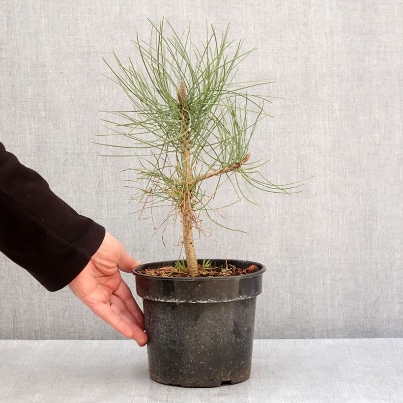 Exemplaar van Pin de Jeffrey - Pinus jeffreyi Pot de 3L/4L zoals geleverd in de winter