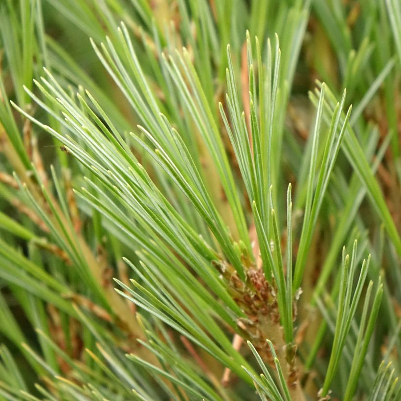 Pinus wallichiana Densa Hill - Tranenden (Blad)