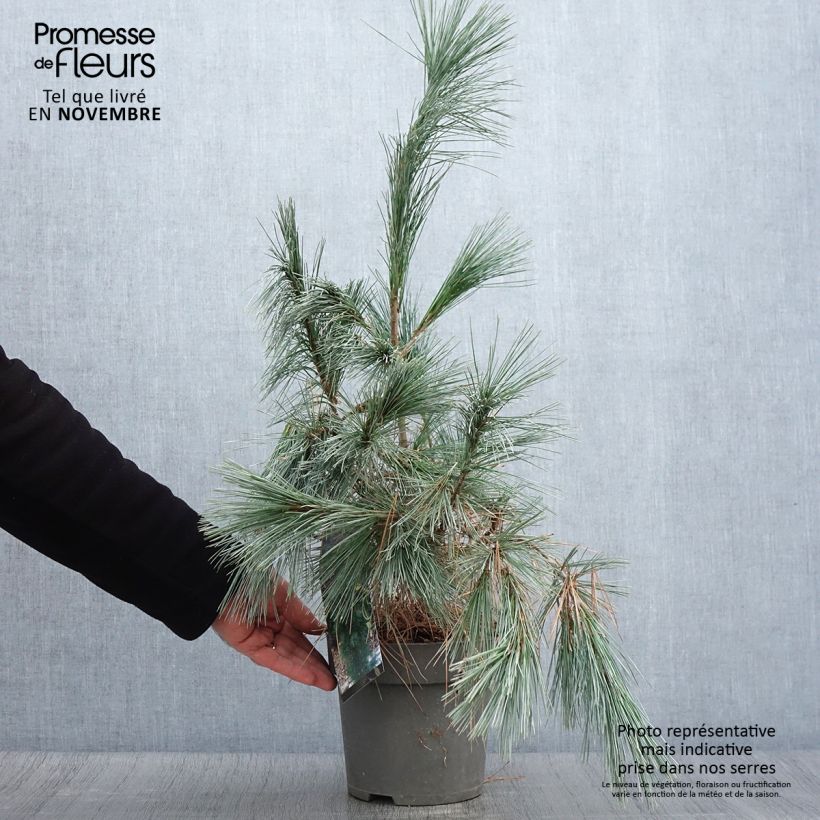Exemplaar van Pin de l'Himalaya - Pinus wallichiana Densa Hill Pot de 3L/4L zoals geleverd in de herfst