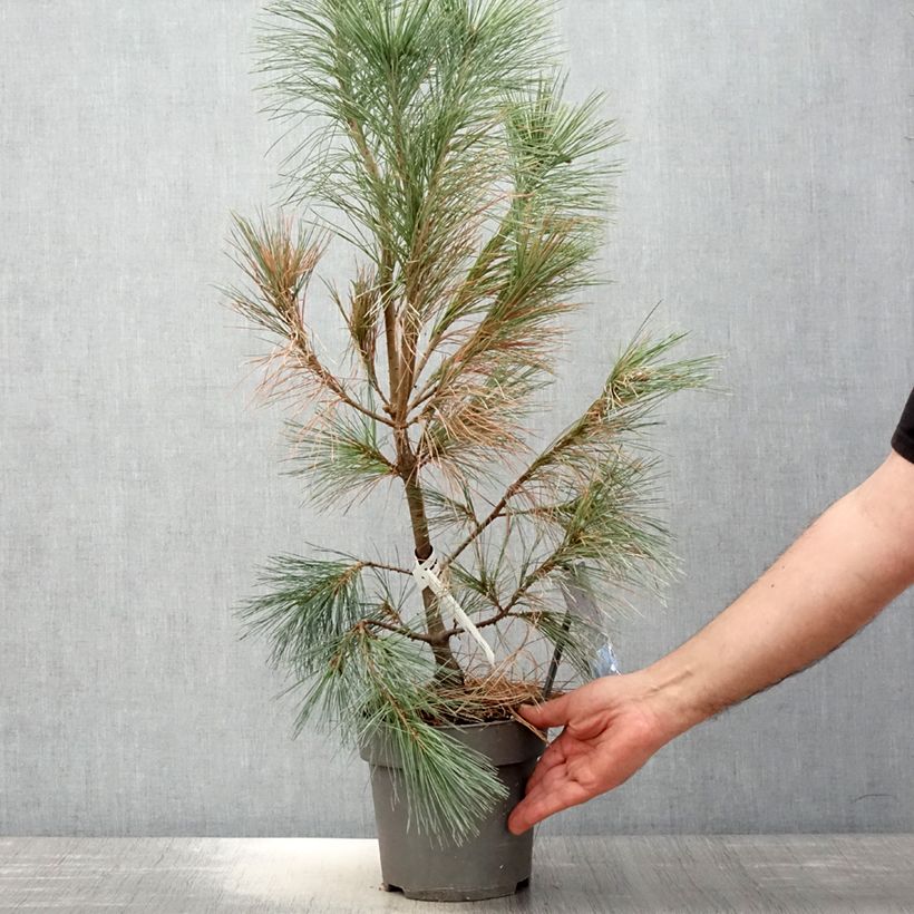 Example of Pinus wallichiana Densa Hill - Tranenden Pot van 3 l/4 l as you get in printemps