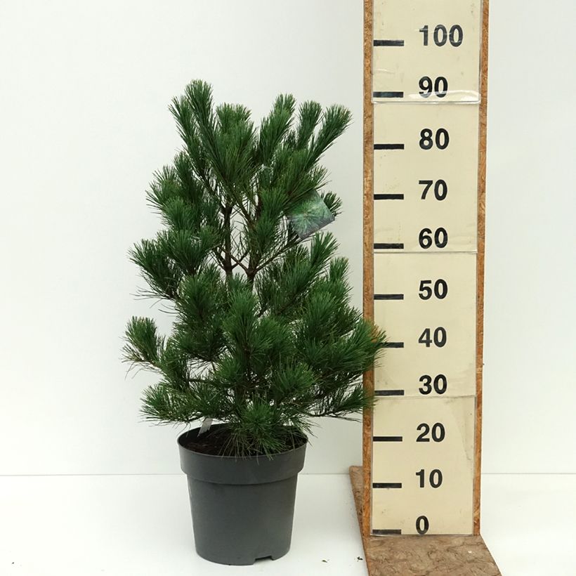 Exemplaar van Pinus peuce - Macedonische den Pot van 7,5 l/10 l zoals geleverd in de zomer