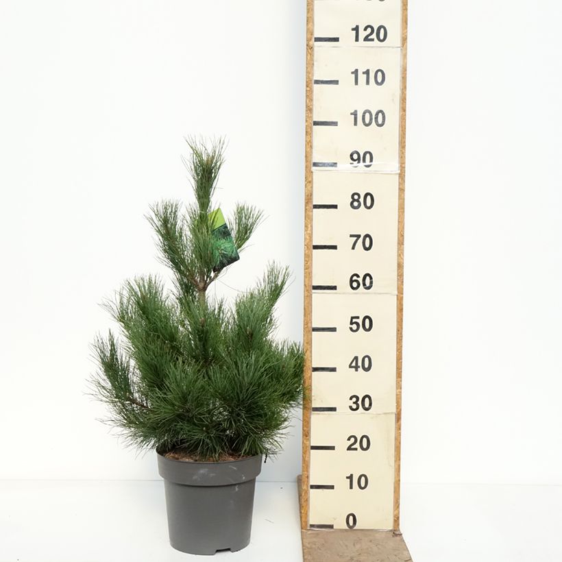 Exemplaar van Pinus peuce - Macedonische den Pot van 7,5 l/10 l zoals geleverd in de lente