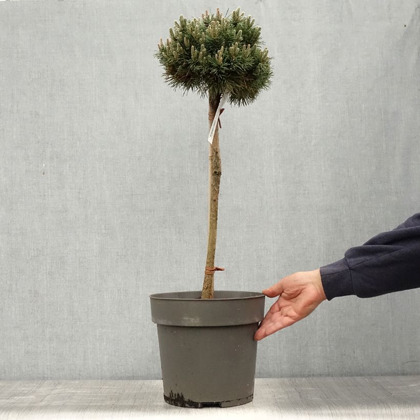 Exemplaar van Pinus mugo Allgäu - Bergden Pot van 4 l/5 l, Stengel zoals geleverd in de lente