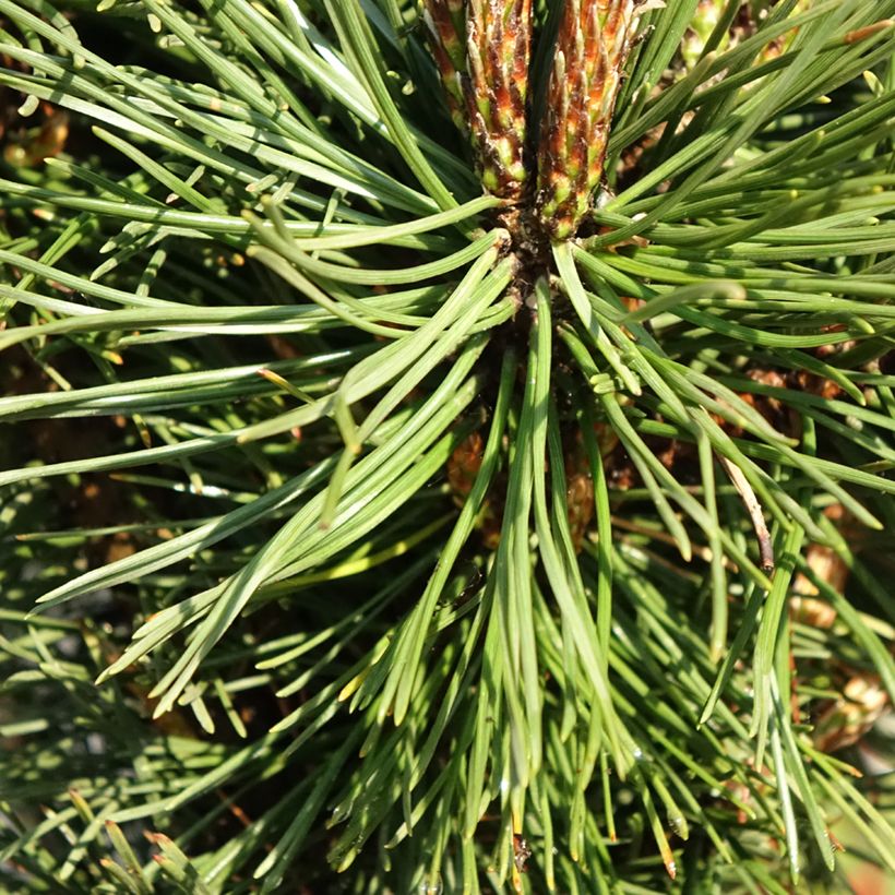 Pinus mugo Benjamin - Bergden (Blad)