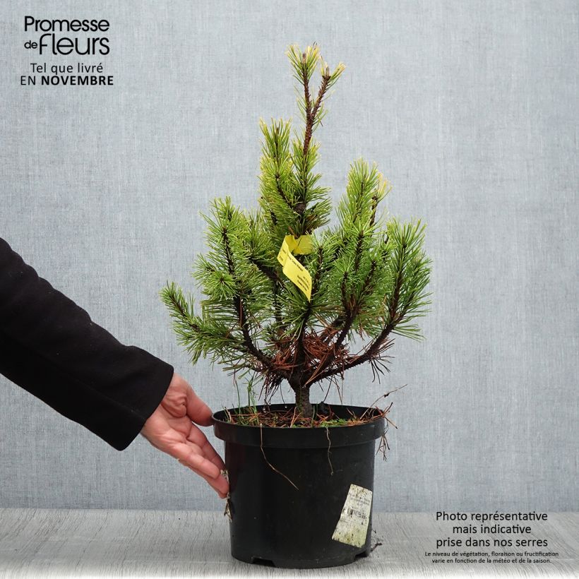 Exemplaar van Pinus mugo Carsten's Wintergold - Bergden Pot van 4 l/5 l zoals geleverd in de herfst