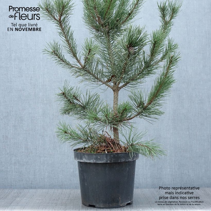 Exemplaar van Pinus mugo Gnom - Bergden Pot van 7,5 l/10 l zoals geleverd in de herfst