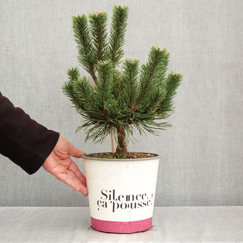 Exemplaar van Pinus mugo Gnom - Bergden Pot van 2 l/3 l zoals geleverd in de herfst