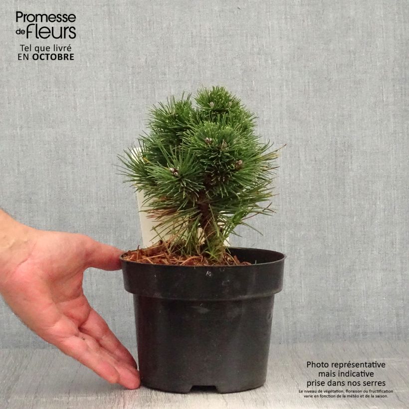 Exemplaar van Pin de montagne - Pinus mugo Heideperle Pot de 2L/3L zoals geleverd in de herfst