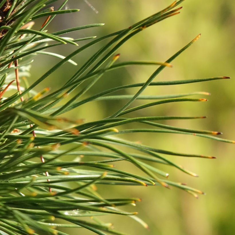 Pinus mugo Heideperle - Bergden (Blad)