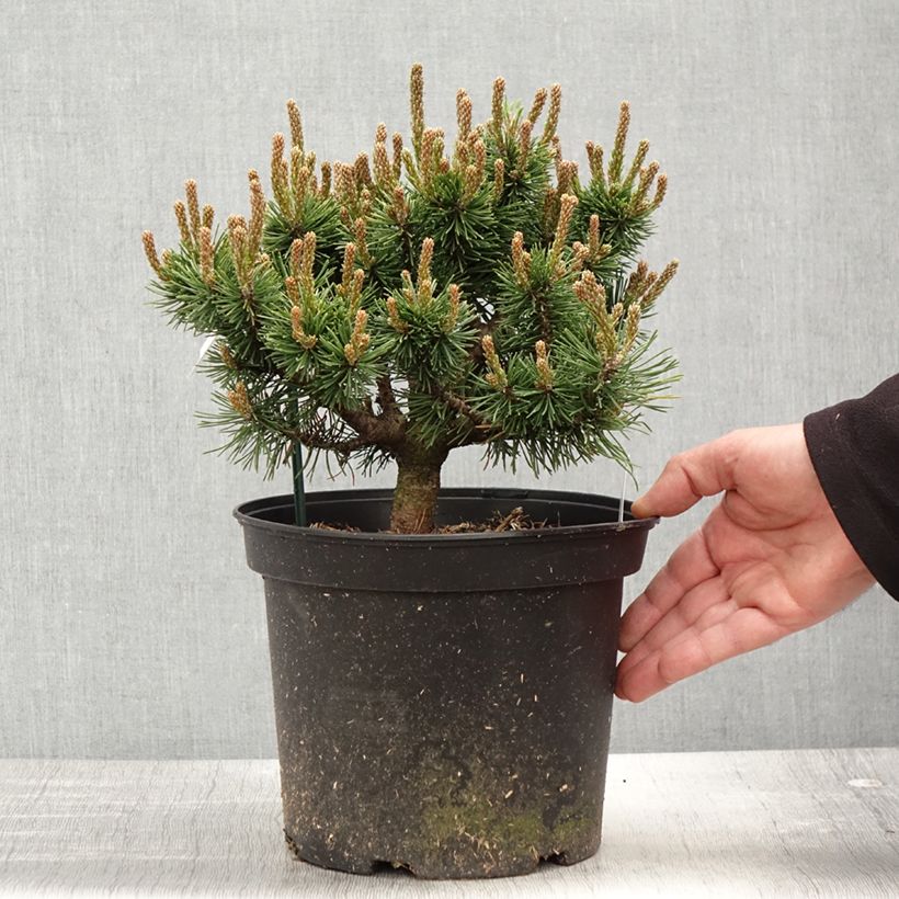Example of Pinus mugo Lilliput - Bergden Pot van 4 l/5 l as you get in printemps