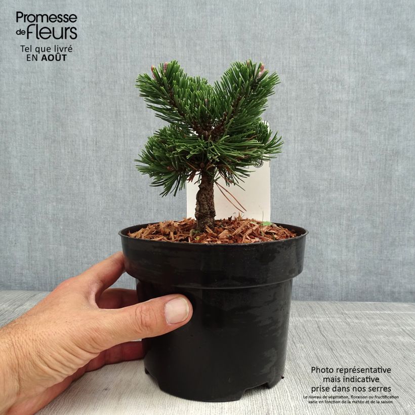 Exemplaar van Pinus mugo Sherwood Compact - Bergden Pot van 2 l/3 l zoals geleverd in de zomer