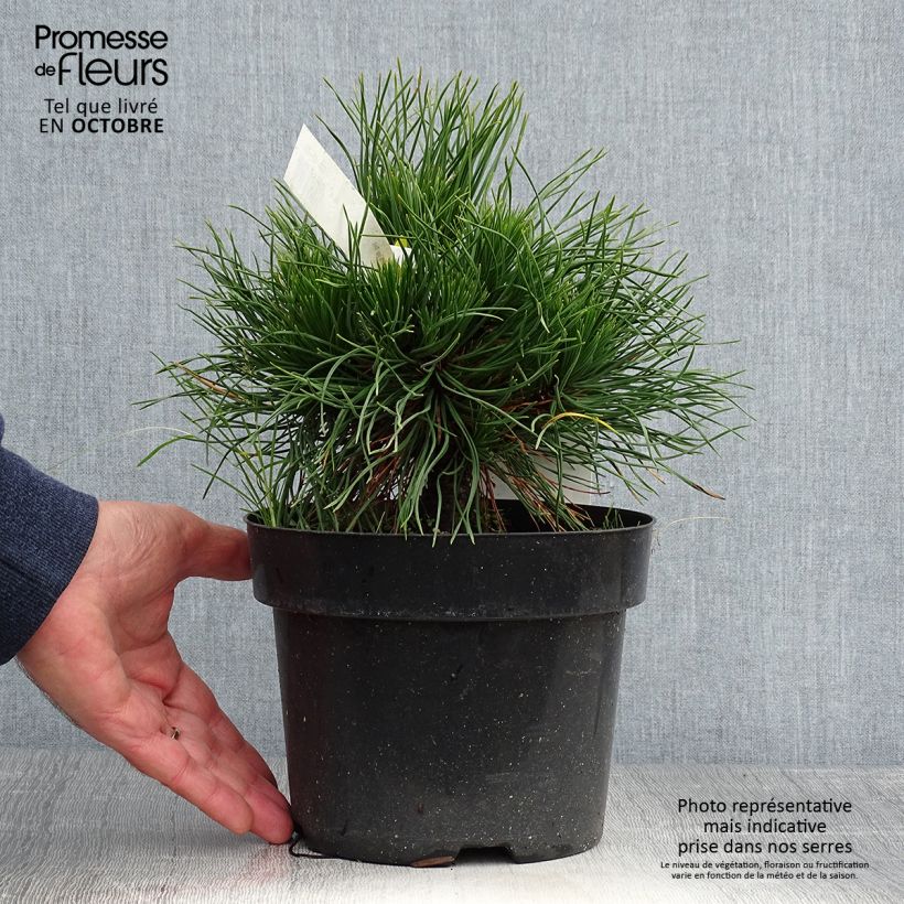 Exemplaar van Pinus mugo Varella - Bergden Pot van 2 l/3 l zoals geleverd in de herfst