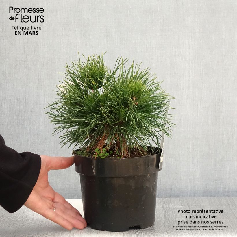 Example of Pinus mugo Varella - Bergden Pot van 2 l/3 l as you get in printemps