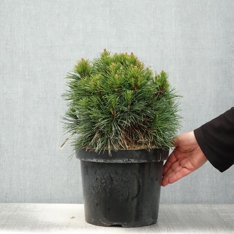 Example of Pinus mugo Varella - Bergden Pot van 7,5 l/10 l as you get in printemps