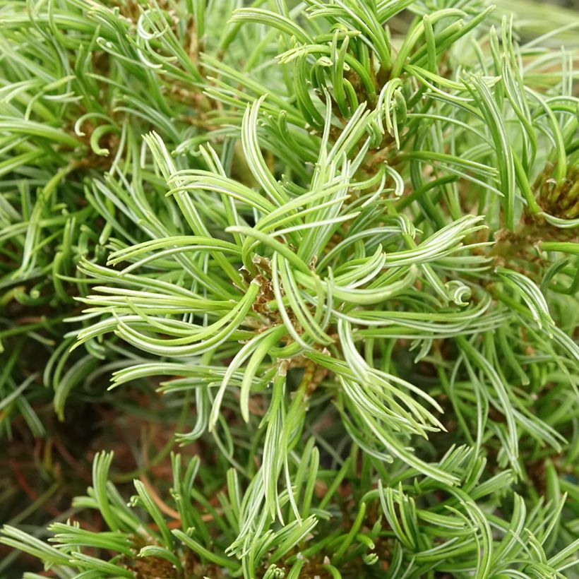 Pinus strobus Green Twist - Weymouthden (Blad)