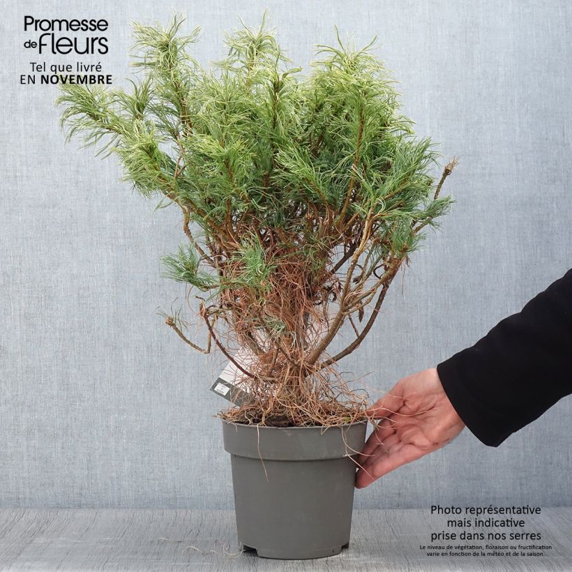 Exemplaar van Pin de Weymouth nain - Pinus strobus Green Twist Pot de 2L/3L zoals geleverd in de herfst