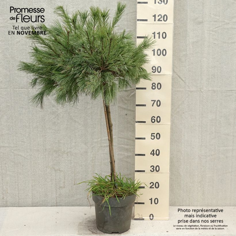Exemplaar van Pin de Weymouth nain - Pinus strobus Mary Butler Pot de 7,5L/10L, Tige, Tige de 60 cm zoals geleverd in de herfst