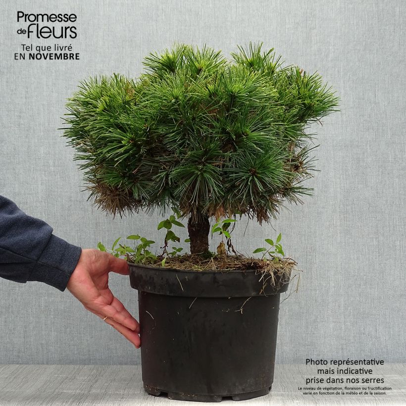 Exemplaar van Pinus strobus Minuta - Weymouthden Pot van 7,5 l/10 l zoals geleverd in de herfst