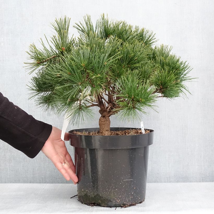 Exemplaar van Pinus strobus Minuta - Weymouthden Pot van 7,5 l/10 l zoals geleverd in de winter