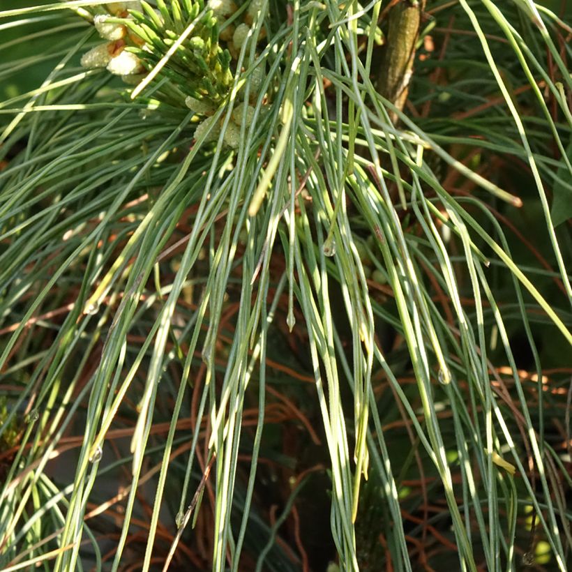 Pinus strobus Niagara Falls - Weymouthden (Blad)