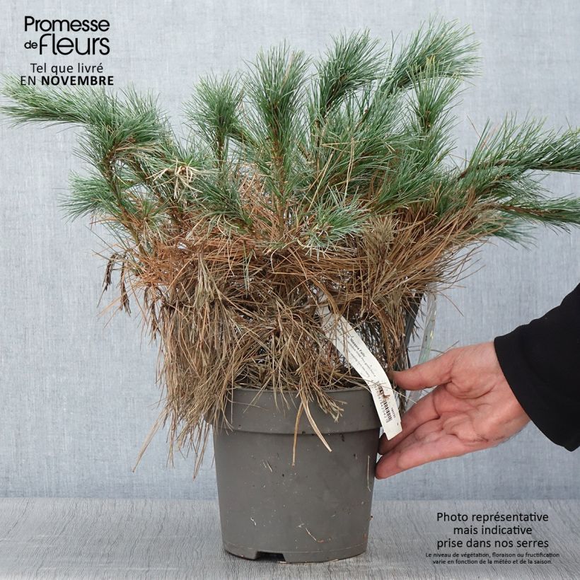 Exemplaar van Pin de Weymouth nain - Pinus strobus Niagara Falls Pot de 3L/4L zoals geleverd in de herfst